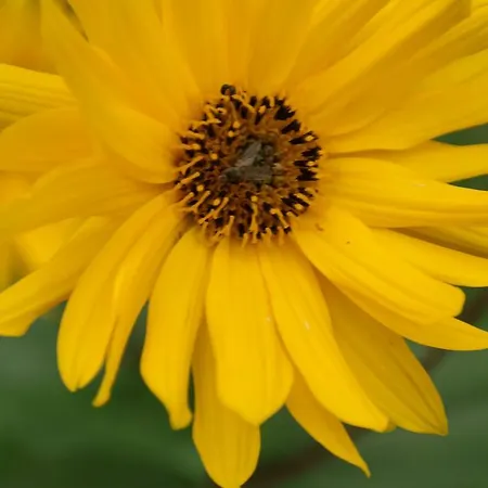 Vendégház Egebjerggaard 3*