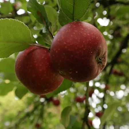 Egebjerggaard Penzion